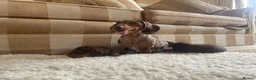 Miniature Dachshund dogs for sale: True miniature chocolate dachshunds  - Advert 2