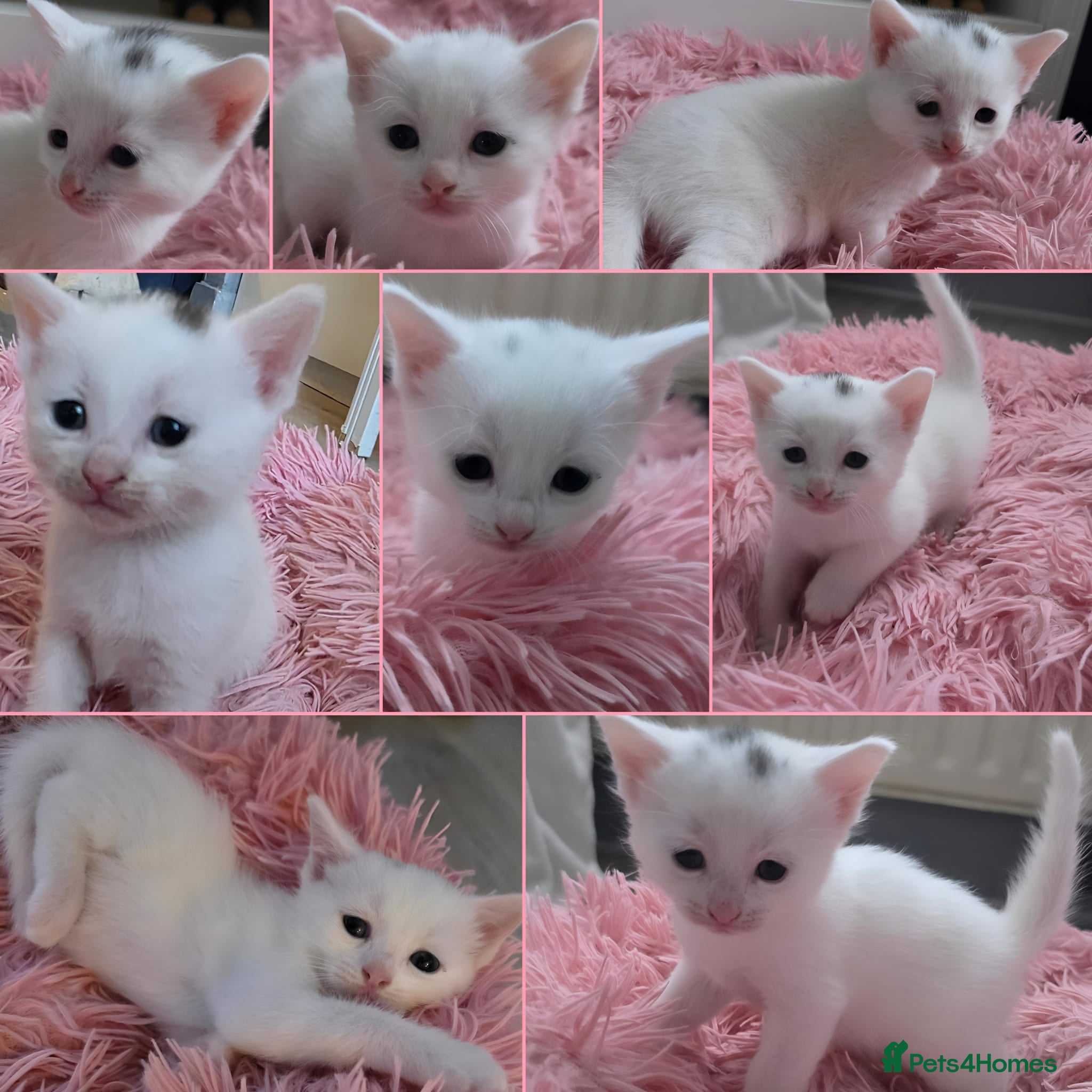 Mixed Breed cats Mixed kittens😻😽Ragdoll x domestic 🙀👌 - Advert 4
