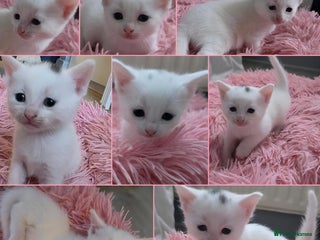 Mixed Breed cats Mixed kittens😻😽Ragdoll x domestic 🙀👌 - Advert 12