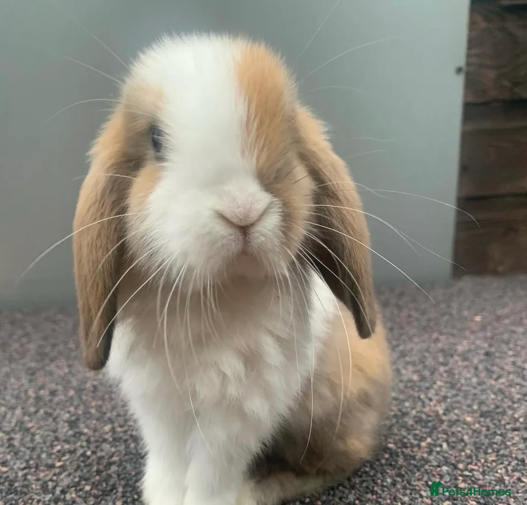 Mini Lop rabbits for sale: Reserve the next little available  in Bourne - Advert 2