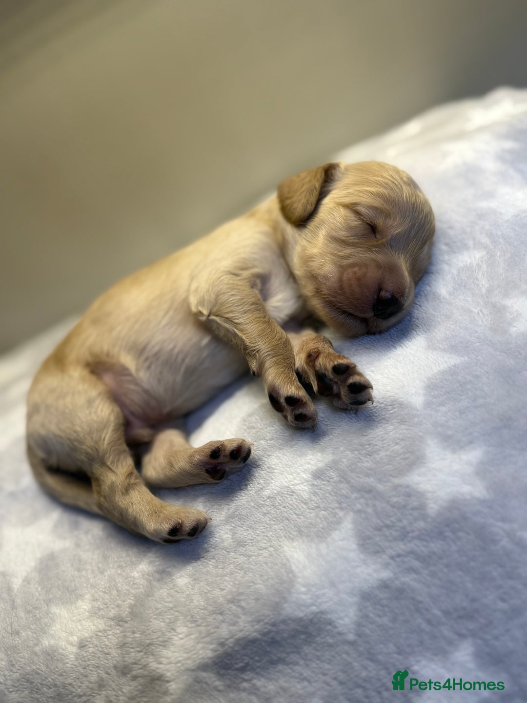 Cockapoo dogs for sale: Stunning f1b cockapoo puppies!!  - Image 3