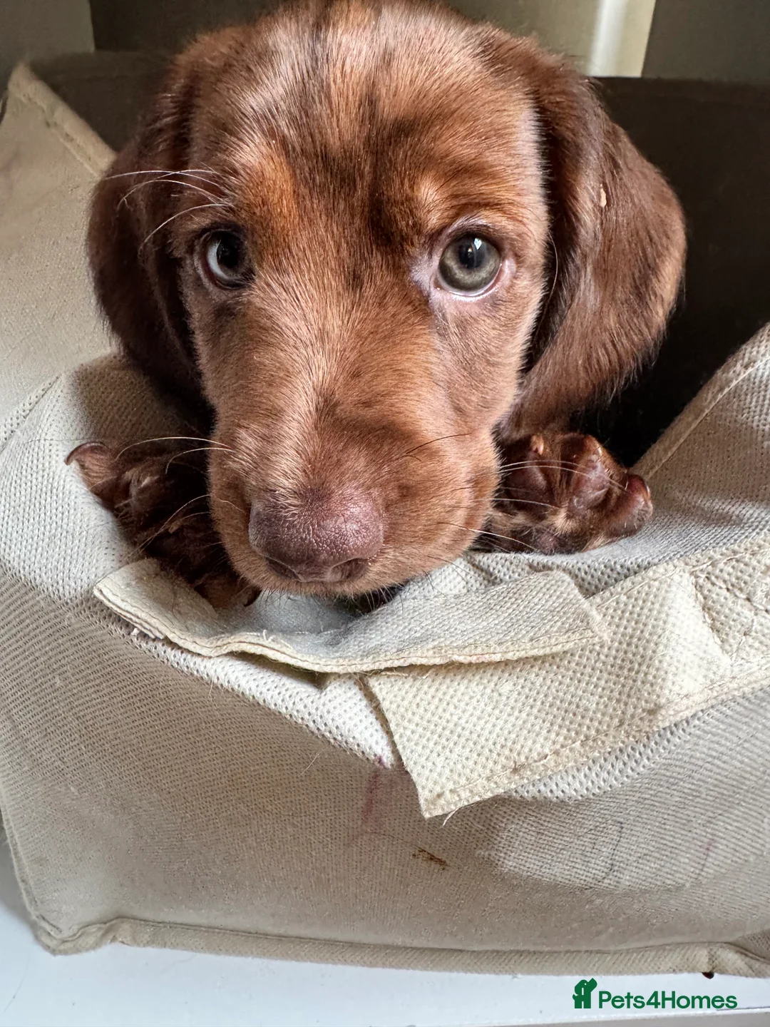 Cocker Spaniel dogs for sale: Four gorgeous playful cocker spaniels  - Advert 2