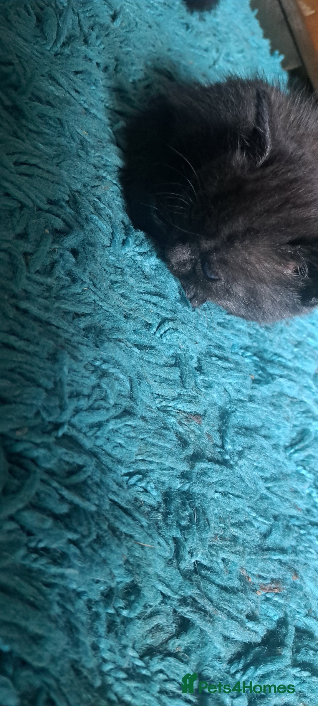 British Shorthair cats for sale: Ready now - Image 3