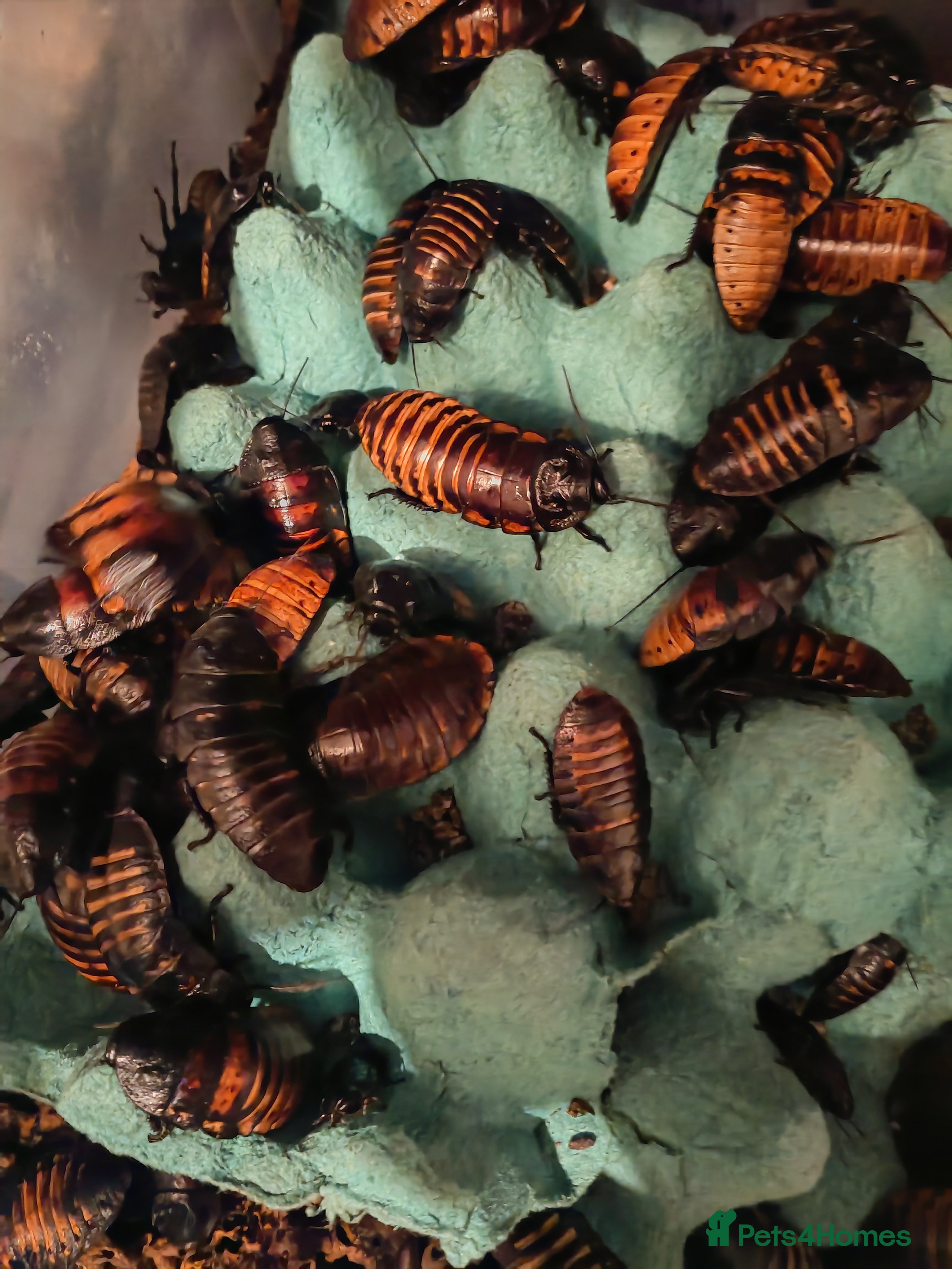 Cockroaches invertebrates Giant Madagascar Hissing Cockroaches - Advert 1