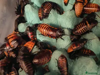 Cockroaches invertebrates Giant Madagascar Hissing Cockroaches - Advert 1