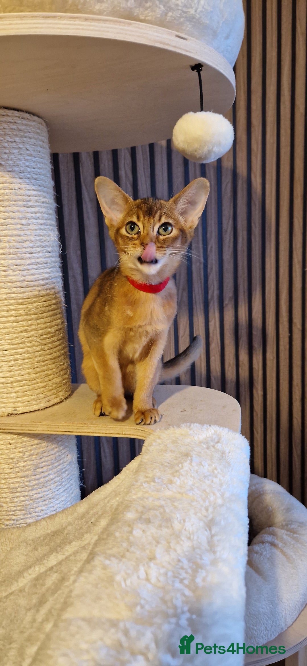 Abyssinian cats for sale: Pure Abyssian kittens ❤️ - Advert 19
