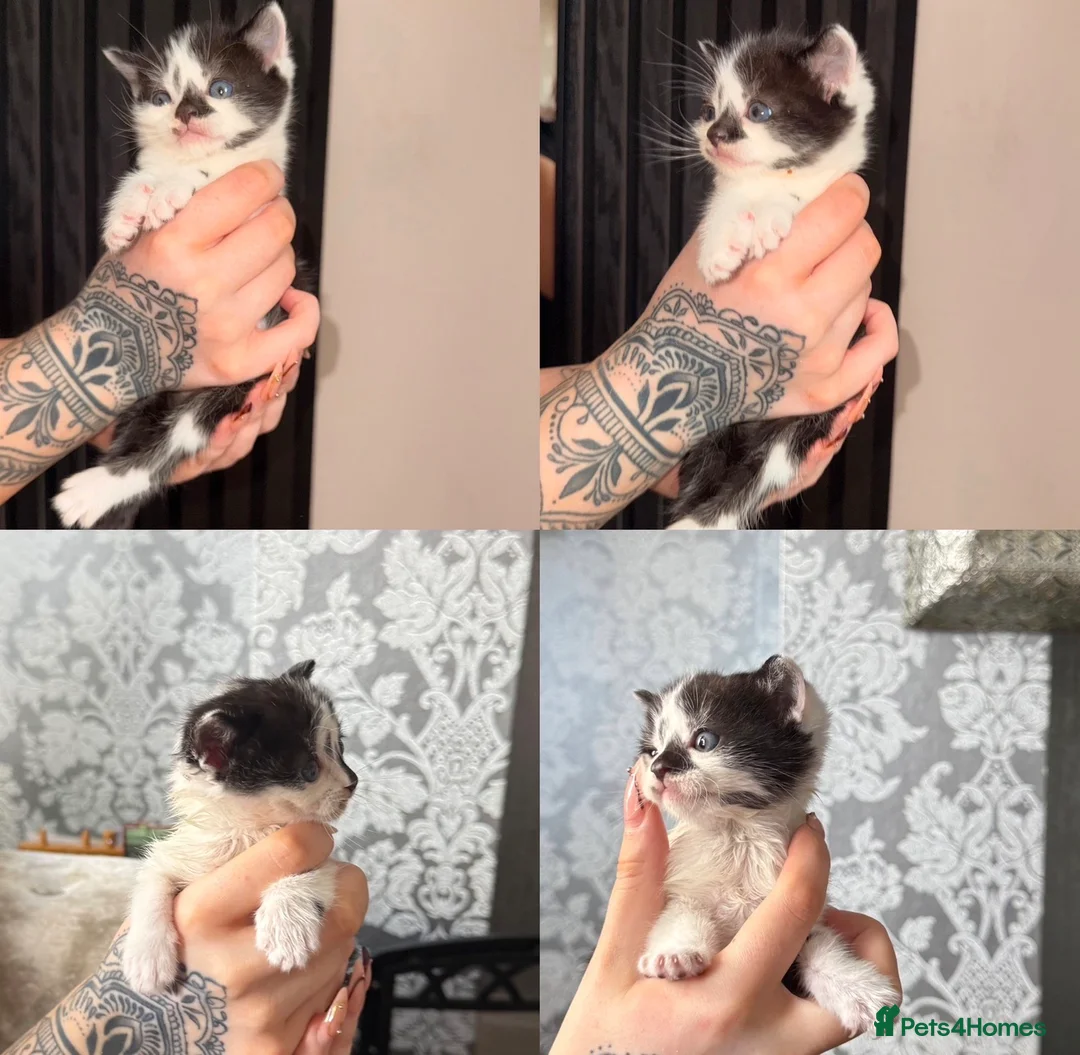 Mixed Breed cats for sale: LAST MALE KITTEN REMAINING - Advert 1