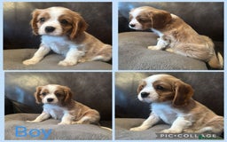 Cavalier King Charles Spaniel dogs for sale: cavalier king charles  - Image 7