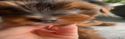 Yorkshire Terrier dogs for sale: Wioletta - Advert 8
