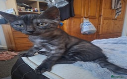Bengal cats for sale: SOLD  last bengal boy ready now  - Image 1