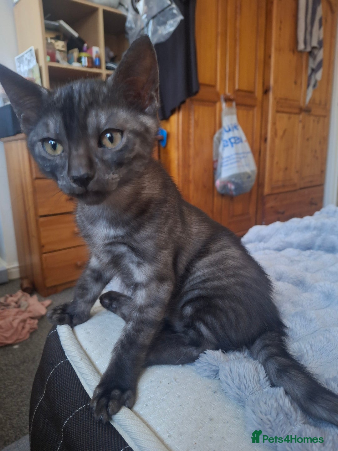 Bengal cats for sale: SOLD  last bengal boy ready now  - Image 1