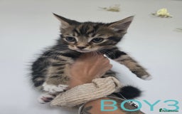 British Shorthair cats for sale: KITTENS LOOKING FOR HOMES - Image 7
