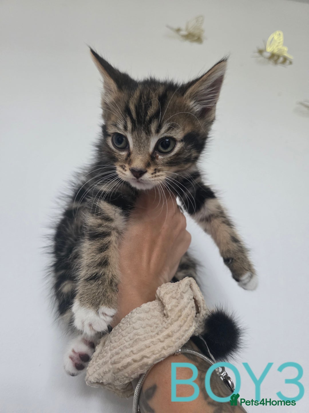 British Shorthair cats for sale: KITTENS LOOKING FOR HOMES - Image 7