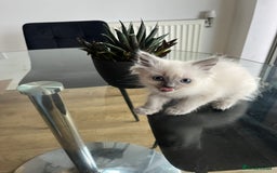 Ragdoll cats for sale: 7 Adorable Ragdoll Kittens Ready for Loving Homes - Advert 3