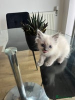 Ragdoll cats 7 Adorable Ragdoll Kittens Ready for Loving Homes - Advert 3