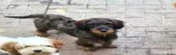 Dachshund dogs for sale: 11 month old Standard Wired Dachshund  - Advert 4