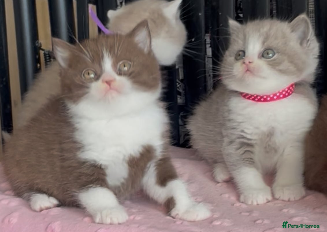 British Shorthair cats for sale: Beautiful BSH Champion line Kittens  - Advert 14