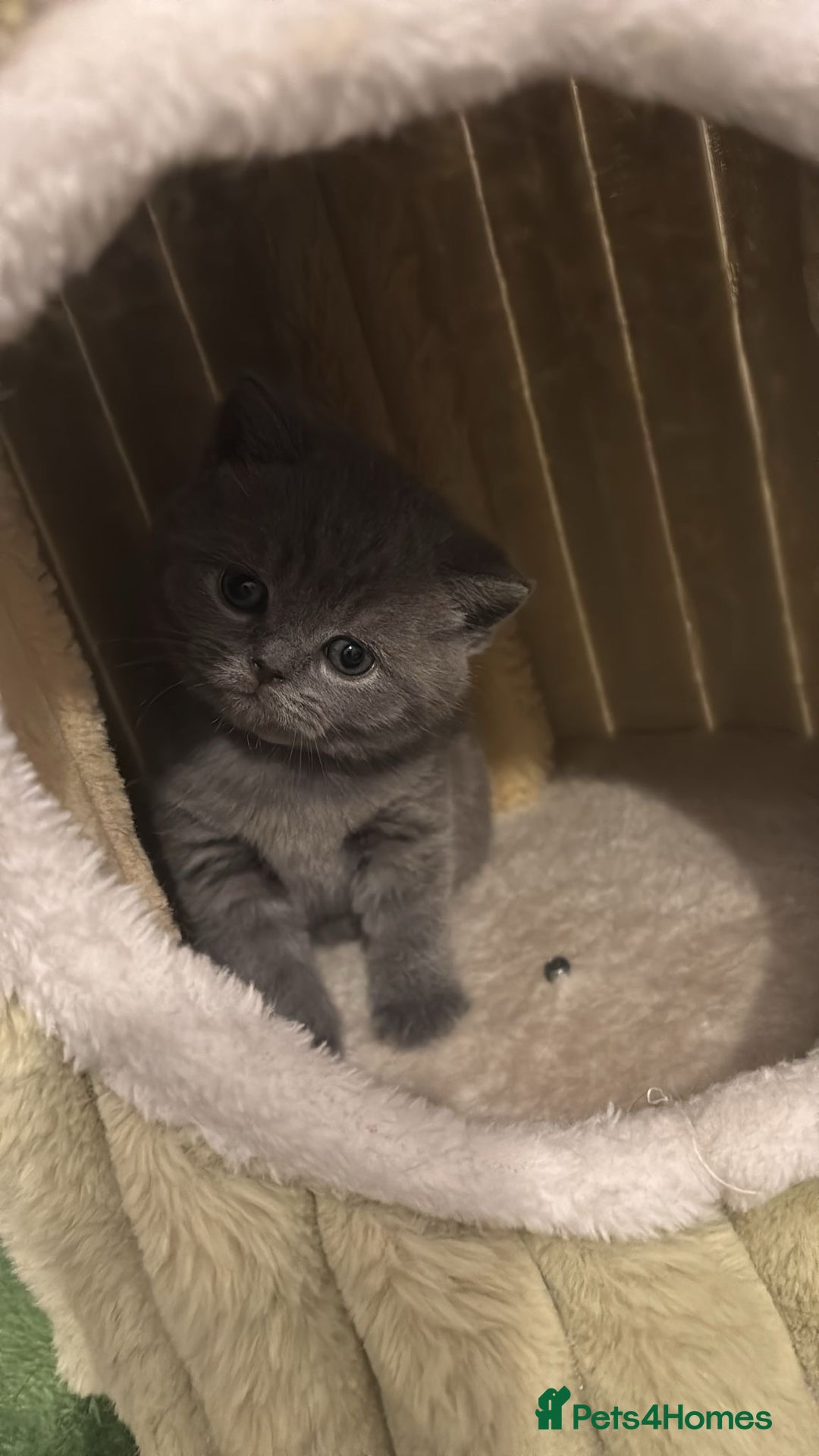 British Shorthair cats for sale: 🧸✨6 Chunky British Shorthair Kittens For Sale✨🧸 - Advert 15