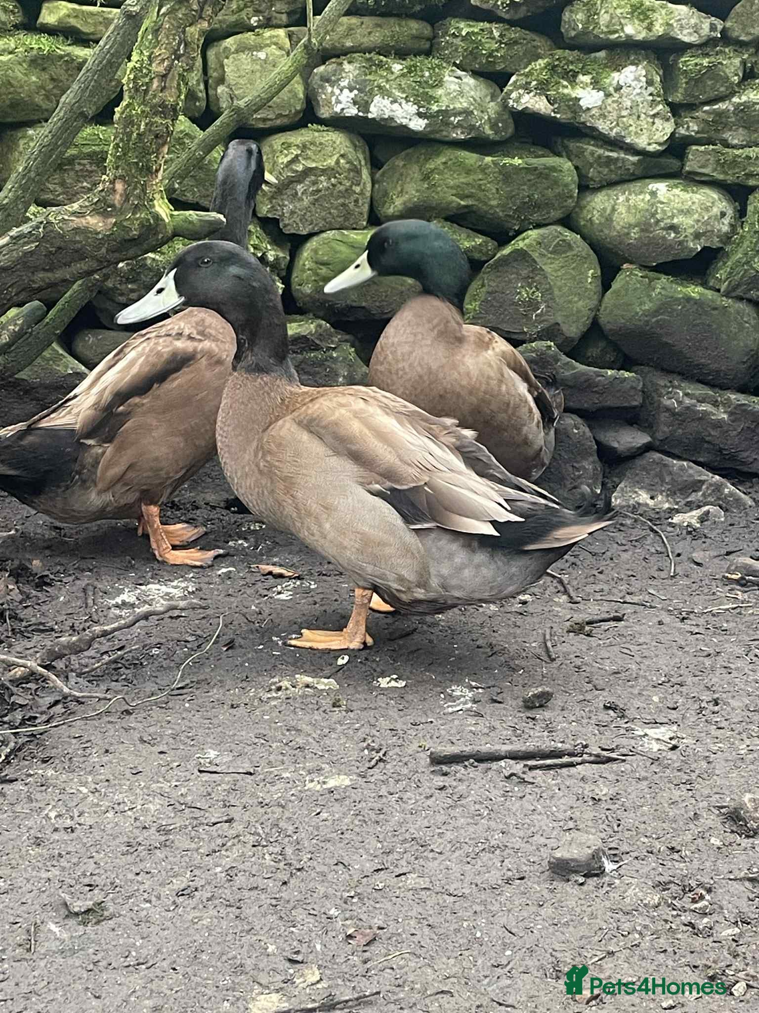 Ducks poultry 5 X PURE BREED KARKI CAMPBELL DRAKES - Advert 1