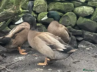 Ducks poultry 5 X PURE BREED KARKI CAMPBELL DRAKES - Advert 7