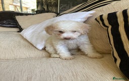 Cavapoo dogs for sale: One Cavapoo x poodle girl ready to go!!! - Image 18