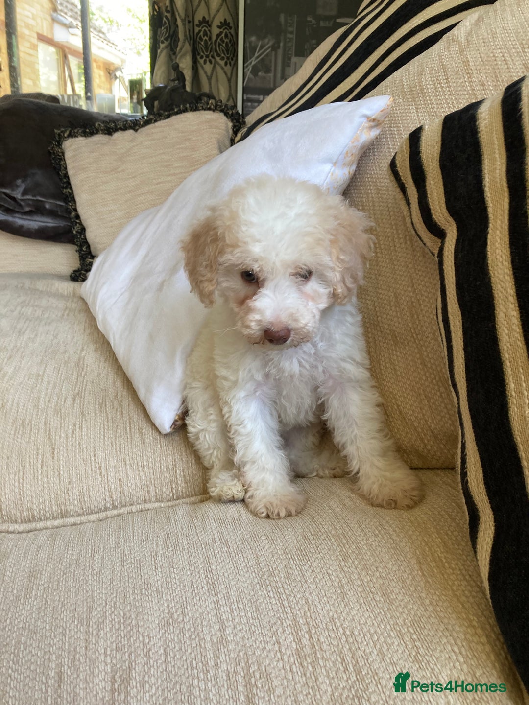 Cavapoo dogs for sale: One Cavapoo x poodle girl ready to go!!! - Image 18