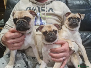 Pug dogs in Birmingham - Advert 15