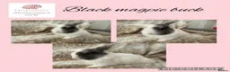 Mini Lop rabbits for sale: Pure bred mini lops  - Advert 2