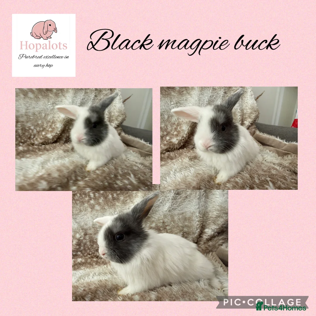 Mini Lop rabbits for sale: Pure bred mini lops  - Advert 2