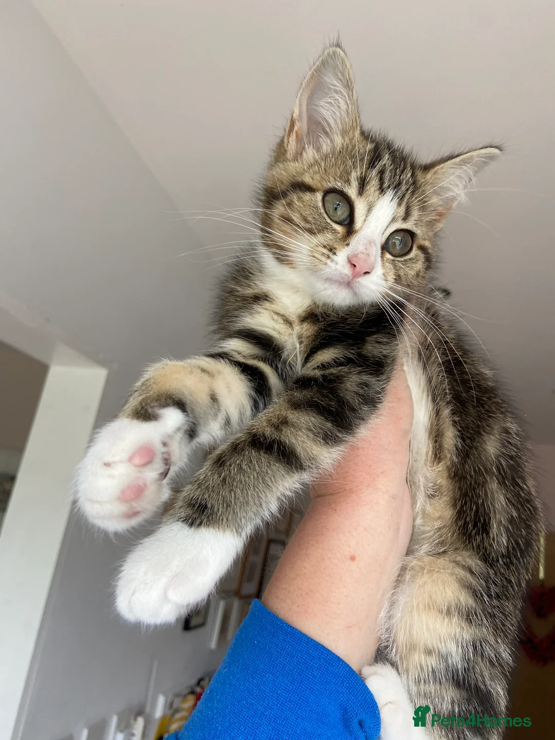 British Shorthair cats for sale: Stunning, well handled kittens ready to leave mum! - Advert 2