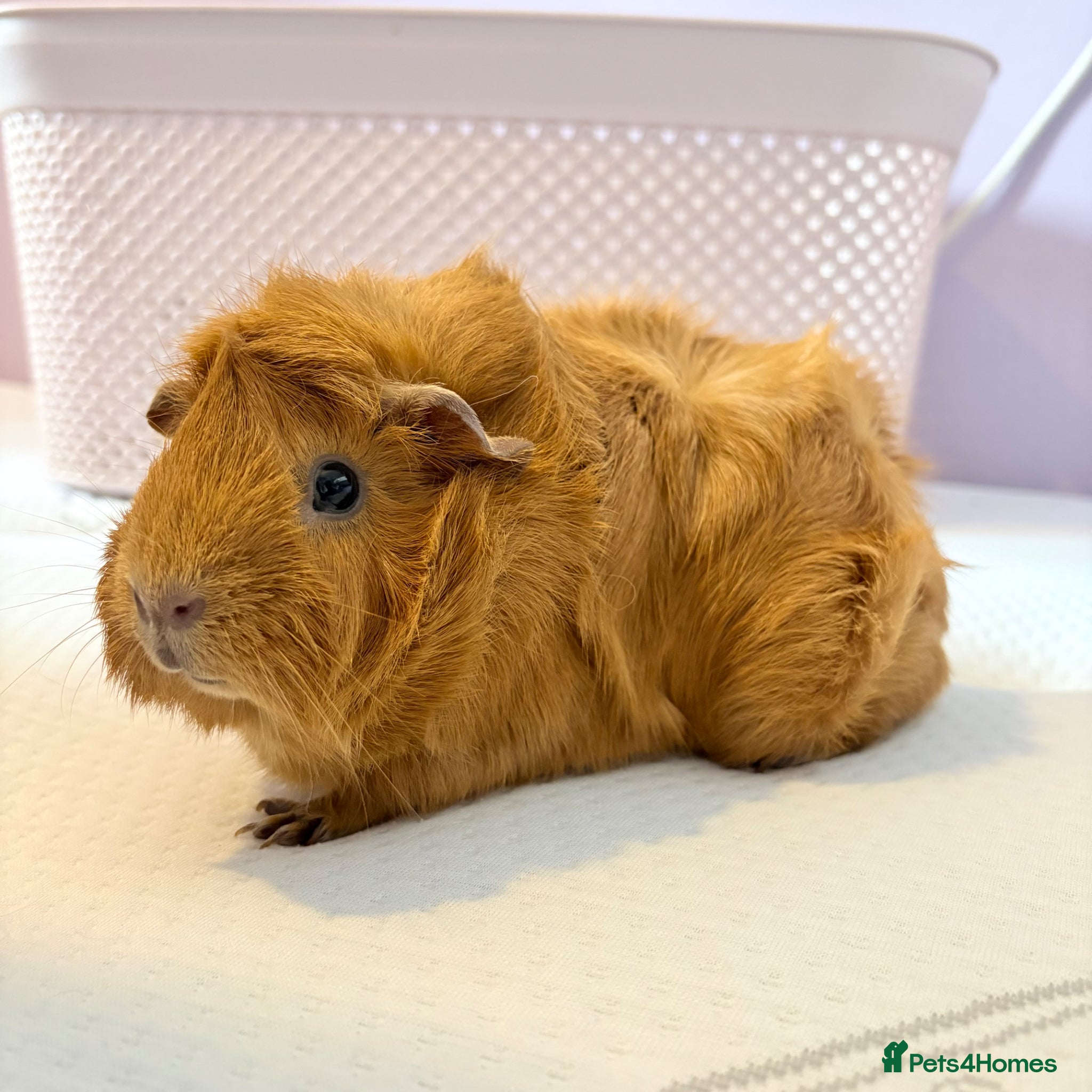 Guinea Pig rodents 2 beautiful female Guniea pigs for sale  - Advert 1