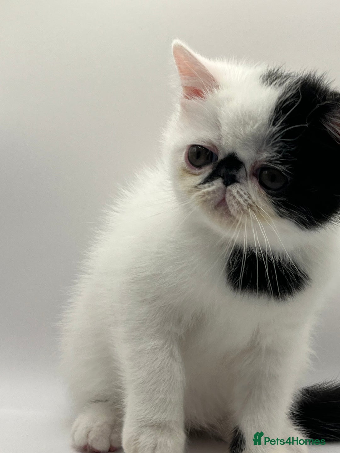 Persian cats for sale: Beautiful exotic CFA registered kittens - Advert 3