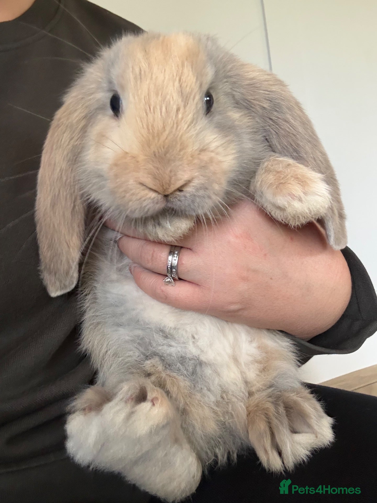 French Lop rabbits 💕Stunning pure bred French lops 💕 - Advert 8