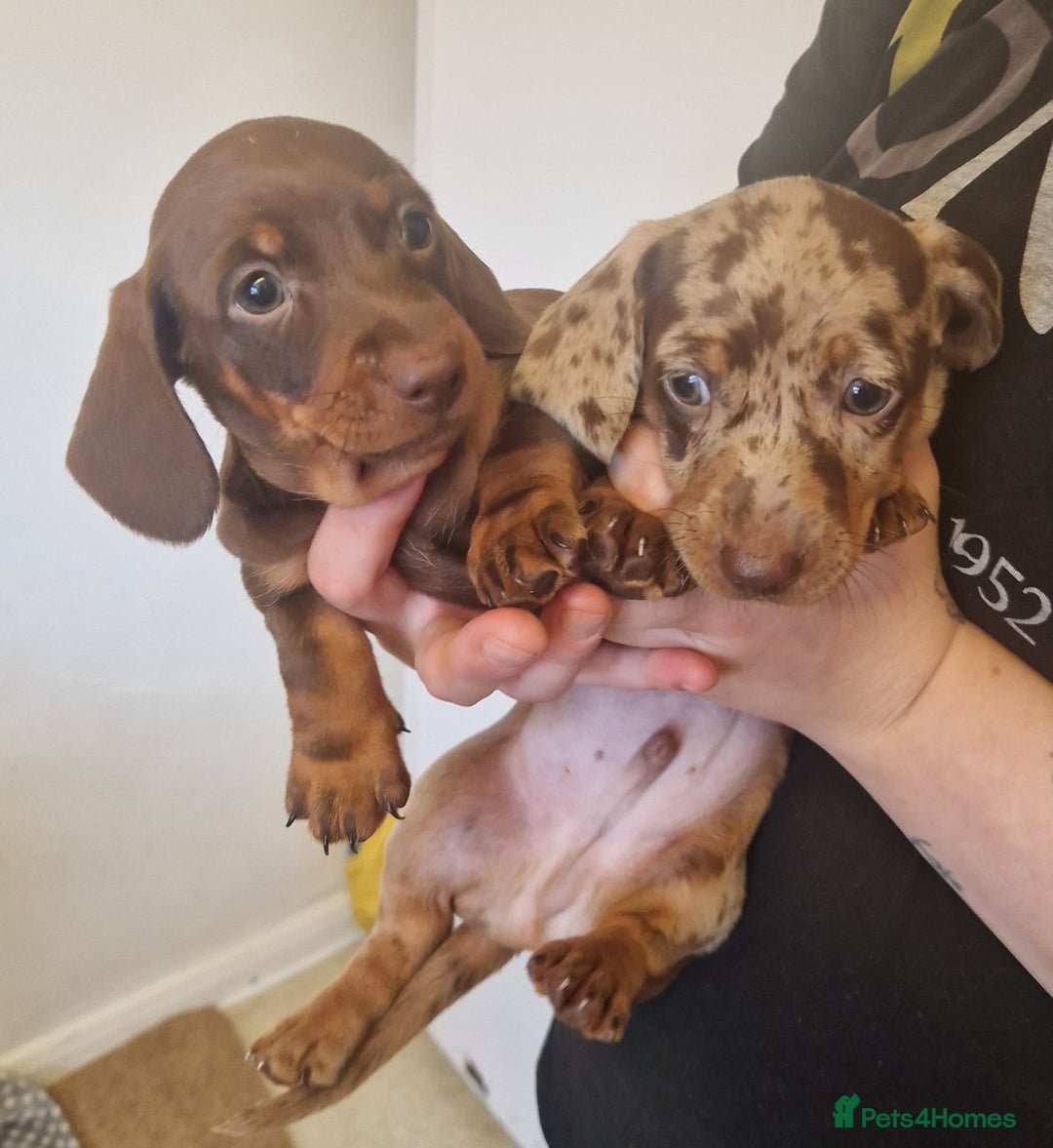 Miniature Dachshund dogs for sale: Chocolate Isabelle dapple miniature dachshund - Image 10