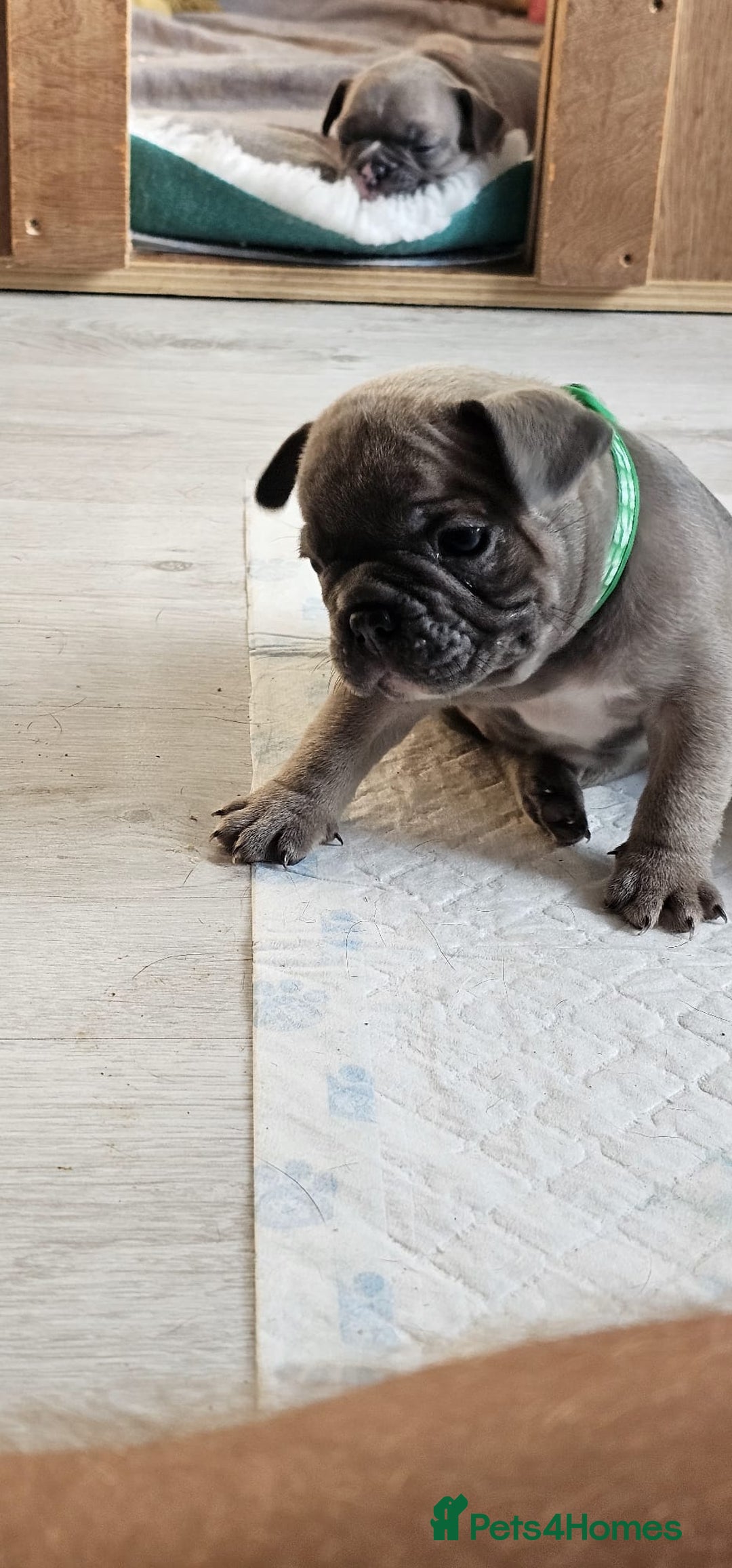 French Bulldog dogs for sale: KC REGISTERED BLUE & TAN FRENCHIES BOYS & GIRLS - Image 14
