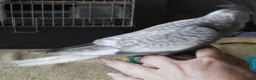 Cockatiels birds for sale: Hand Reared Cockatiels  - Advert 5