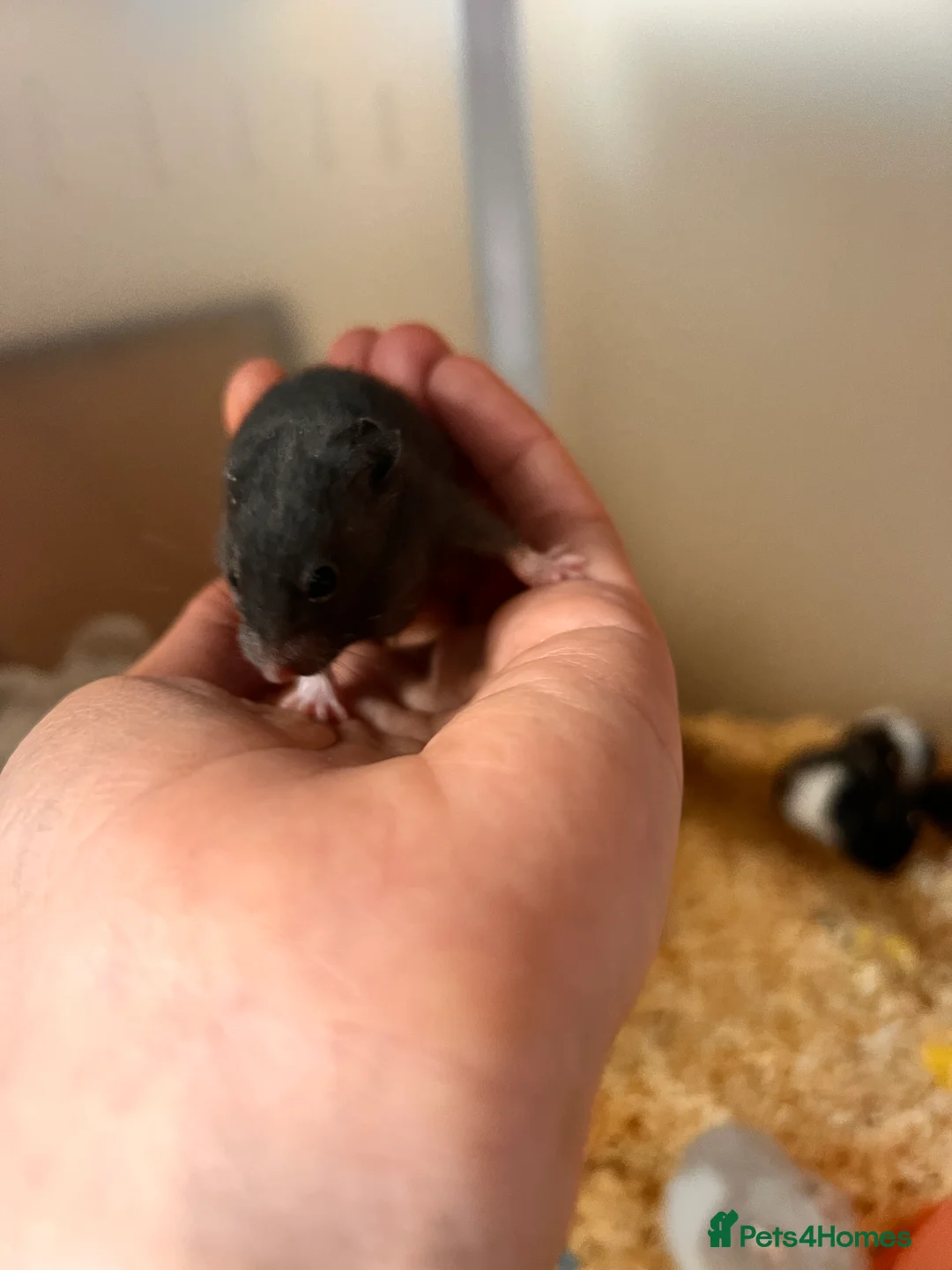 Hamster rodents for sale: Baby syrian hamsters  - Advert 9