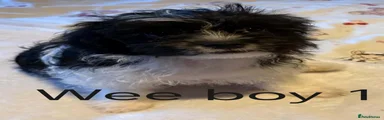 Shi-poo 1