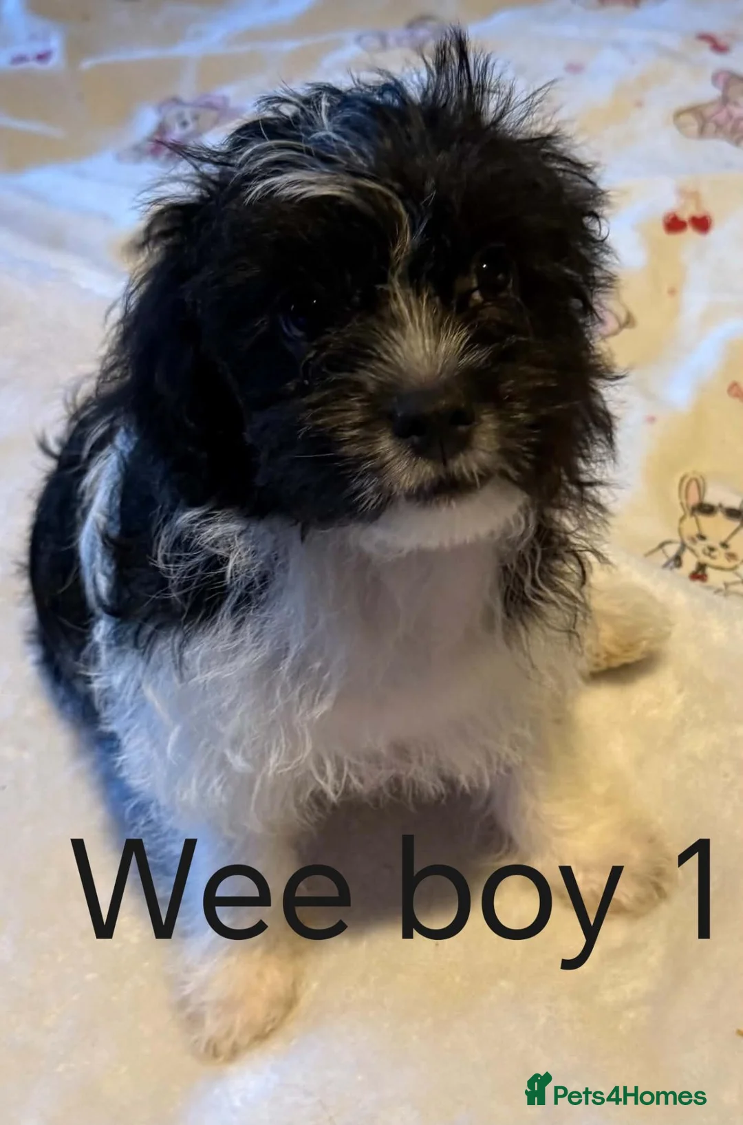 Cockalier dogs for sale: Shi-poo pups  - Advert 2