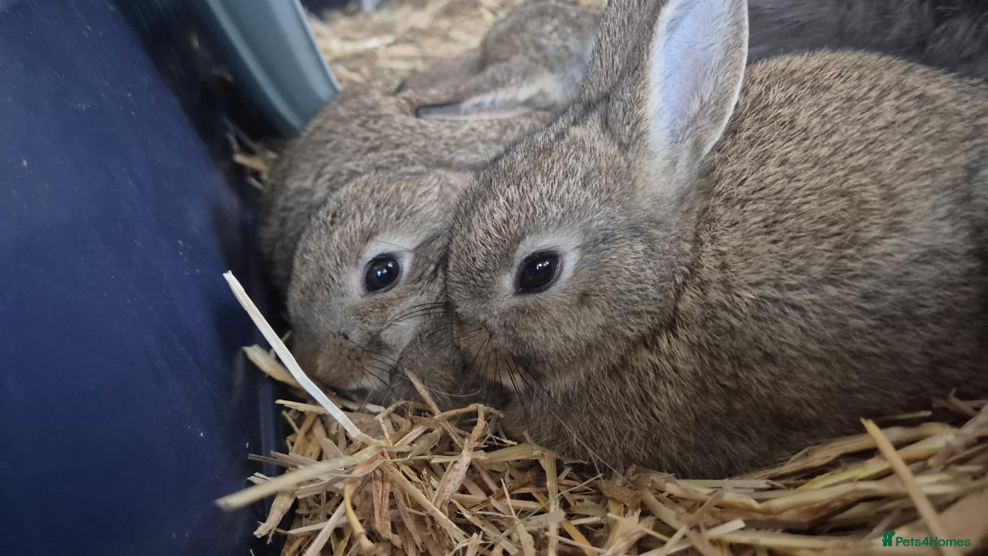 Netherland Dwarf rabbits Netherland Dwarf Rabbits. 3 Boys Left! - Advert 5