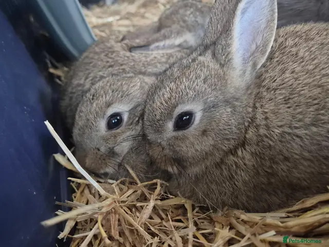 Netherland Dwarf rabbits Netherland Dwarf Rabbits. 3 Boys Left! - Advert 1