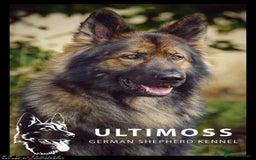 German Shepherd dogs for sale: German Shepherd Puppies - Image 7
