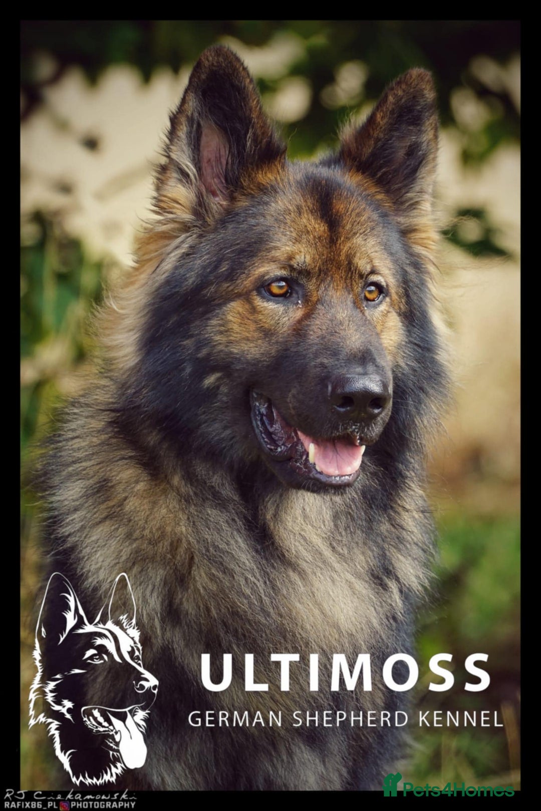 German Shepherd dogs for sale: German Shepherd Puppies - Image 7