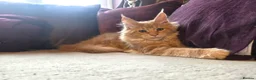 Maine Coon cats for sale: TiCA reg/Parents Fully Health Tested - Advert 13
