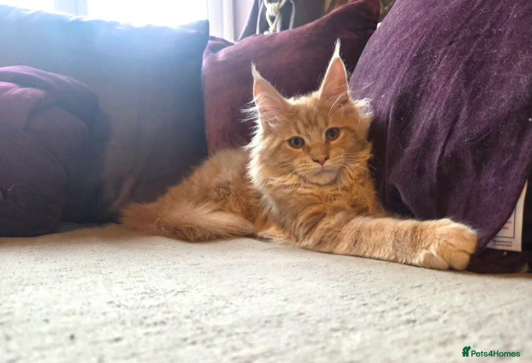 Maine Coon cats for sale: TiCA reg/Parents Fully Health Tested - Advert 13