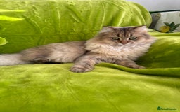 British Longhair cats for sale: British Longhair Kitten for sale  - Image 6