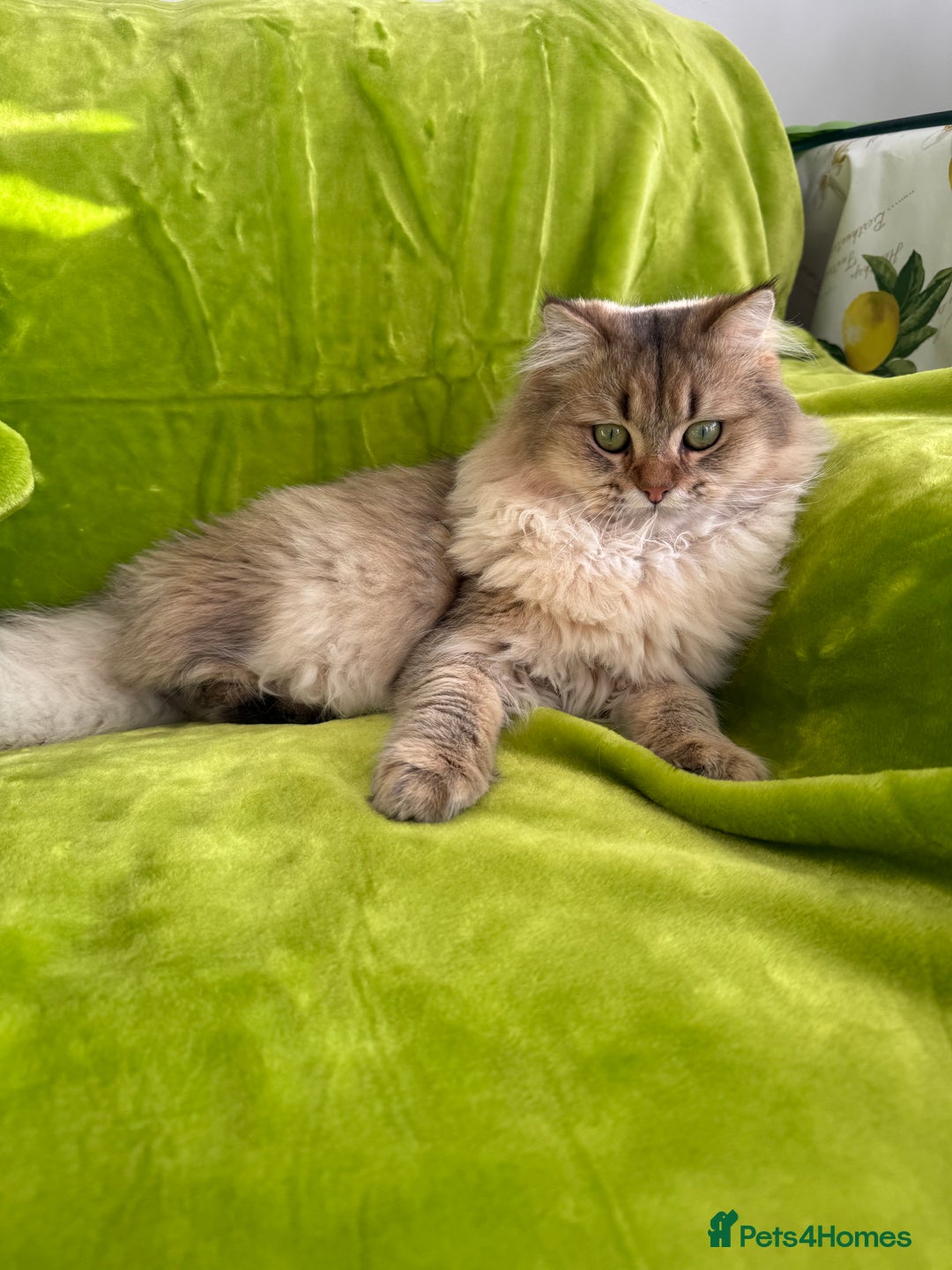 British Longhair cats for sale: British Longhair Kitten for sale  - Image 6