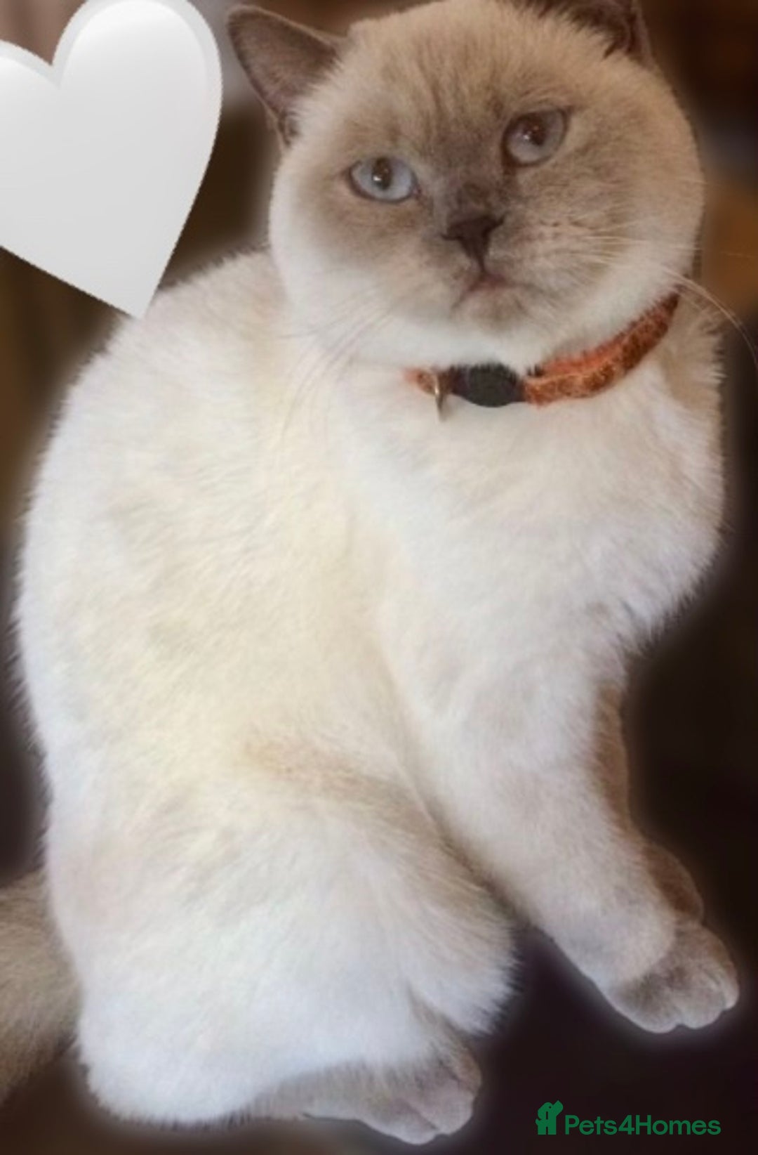 British Shorthair cats for sale: BRITISH SHORTHAIR KITTENS!!! 🐾🐾😻😻 - Advert 12