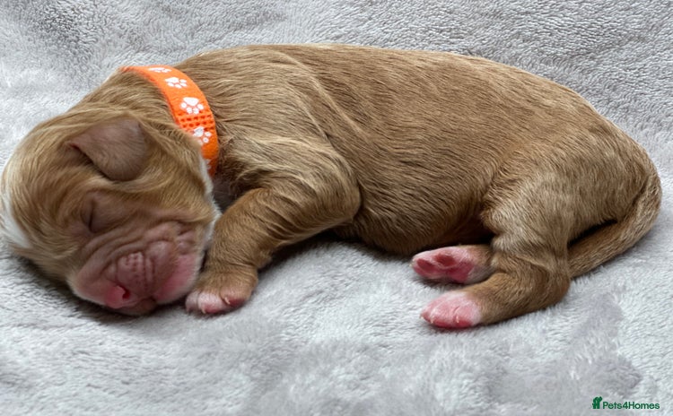 Cockapoo dogs Beautiful Cockapoo Puppies – Ready Early New Year - Advert 2