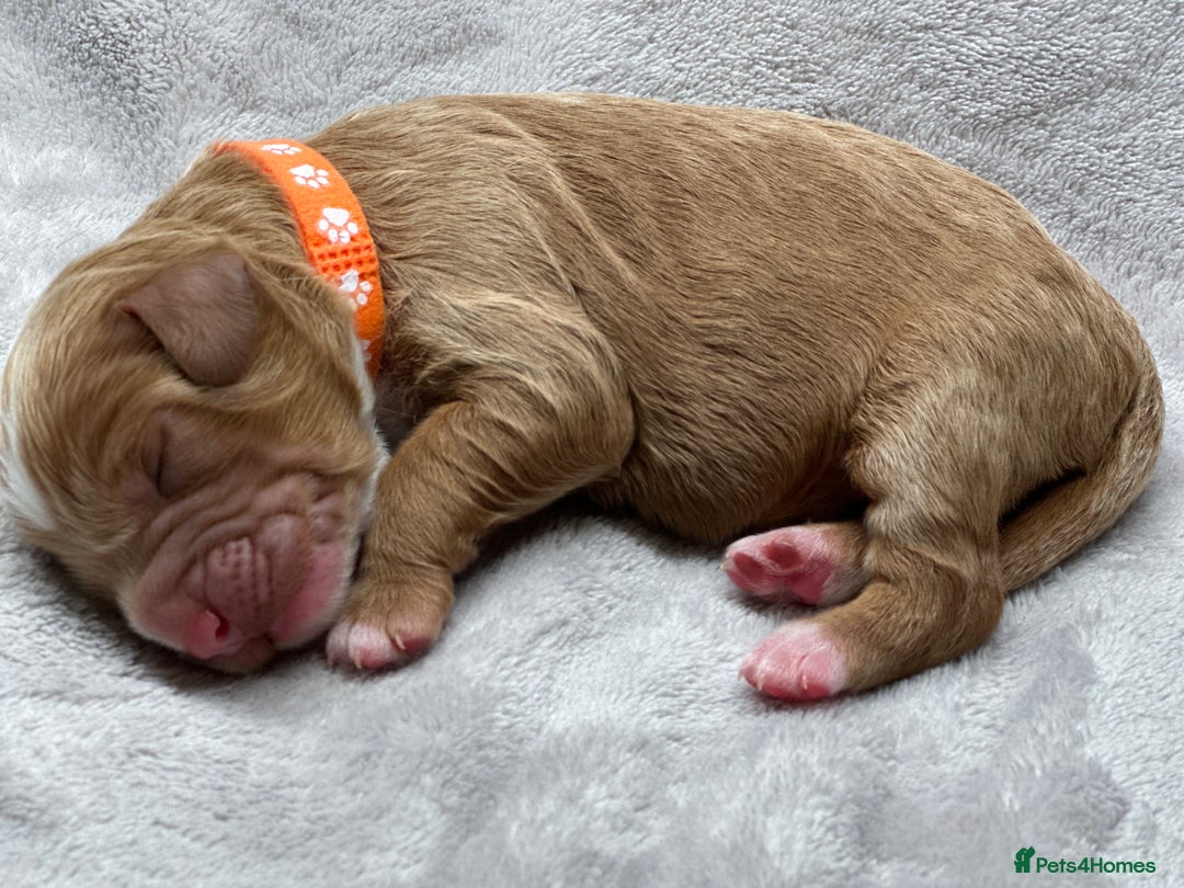 Cockapoo dogs for sale: Beautiful Cockapoo Puppies – Ready Early New Year - Advert 1